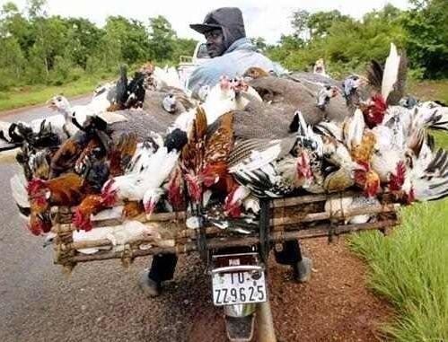 Obrázek Door to Door Chicken Sales