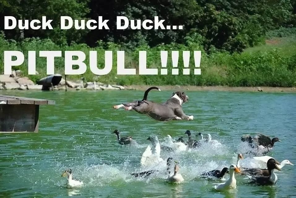 Obrázek Duck Duck Duck Pitbull