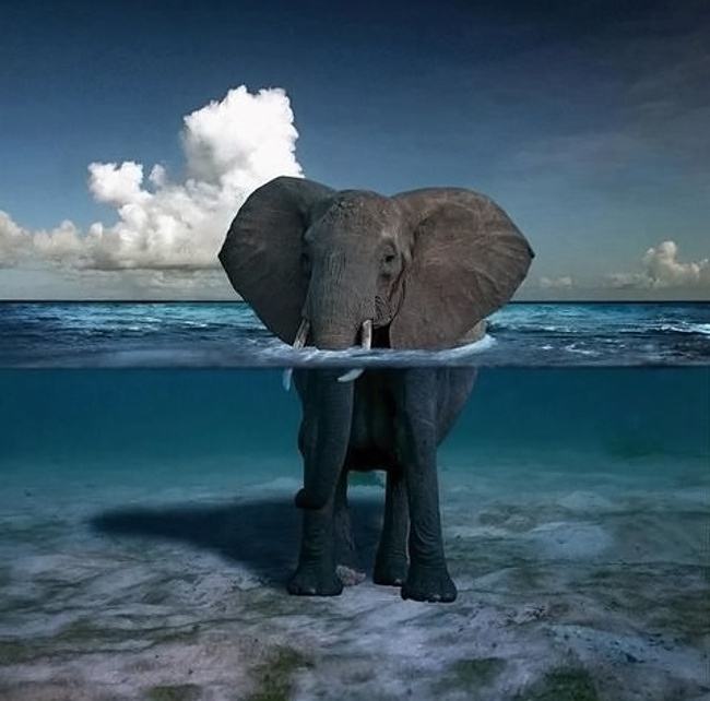 Obrázek Elephant-in-water