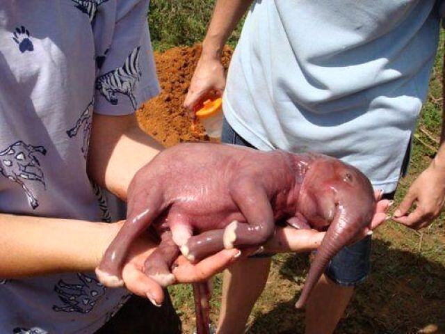 Obrázek Elephant born