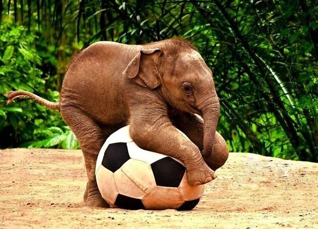 Obrázek Elephant soccer