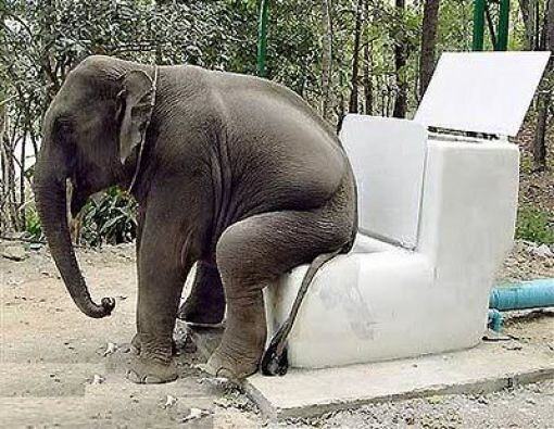 Obrázek Elephant toilet