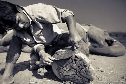 Obrázek Elephants also need a Manicure1