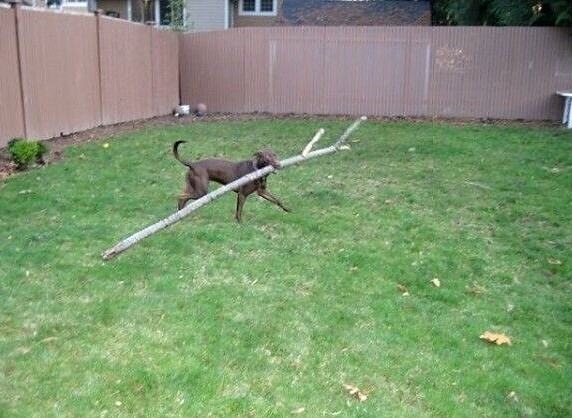 Obrázek Epic Game Of Fetch