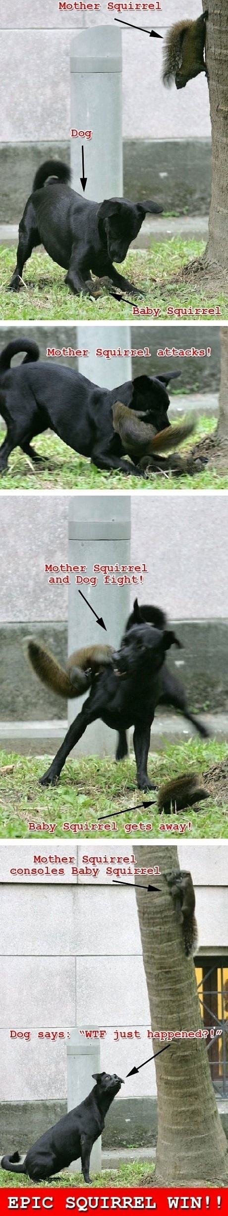 Obrázek Epic Squirrel Win