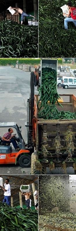 Obrázek Europe Gets Rid of All Its Cucumbers