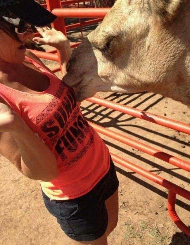 Obrázek Even The Animals