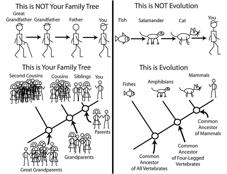 Obrázek Evolution 