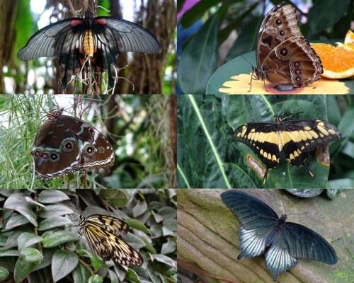 Obrázek Exhibition-of-butterflies-in-the-garden-Weasley