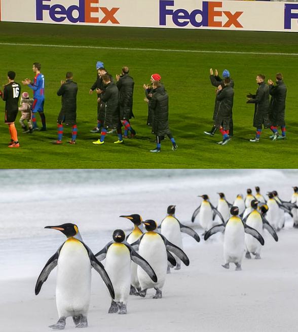 Obrázek FC&nbsp;Pinguin&nbsp;Plzen