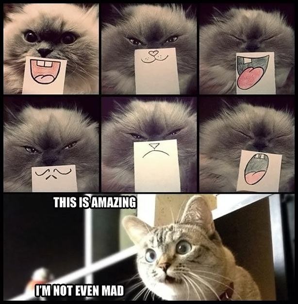 Obrázek Facial expression kitty
