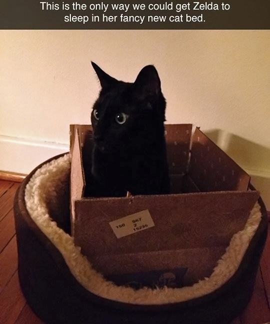 Obrázek Fancy New Cat Bed