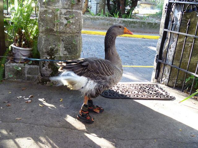 Obrázek Fashion Goose