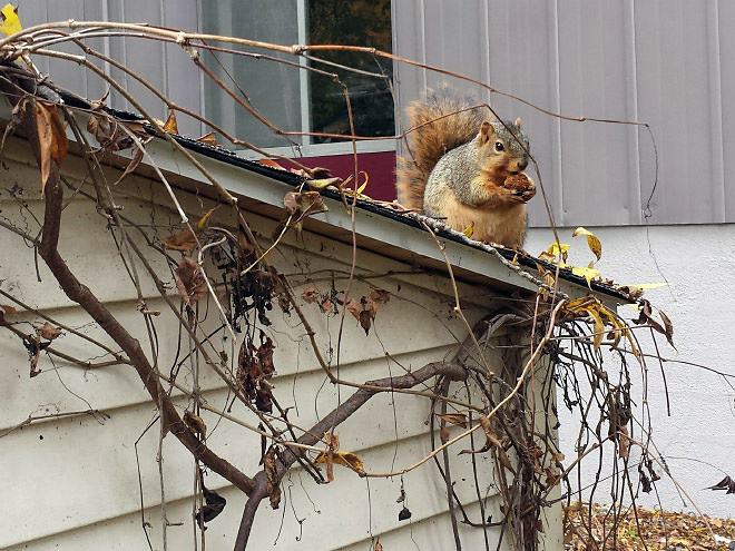 Obrázek Fat Squirrel