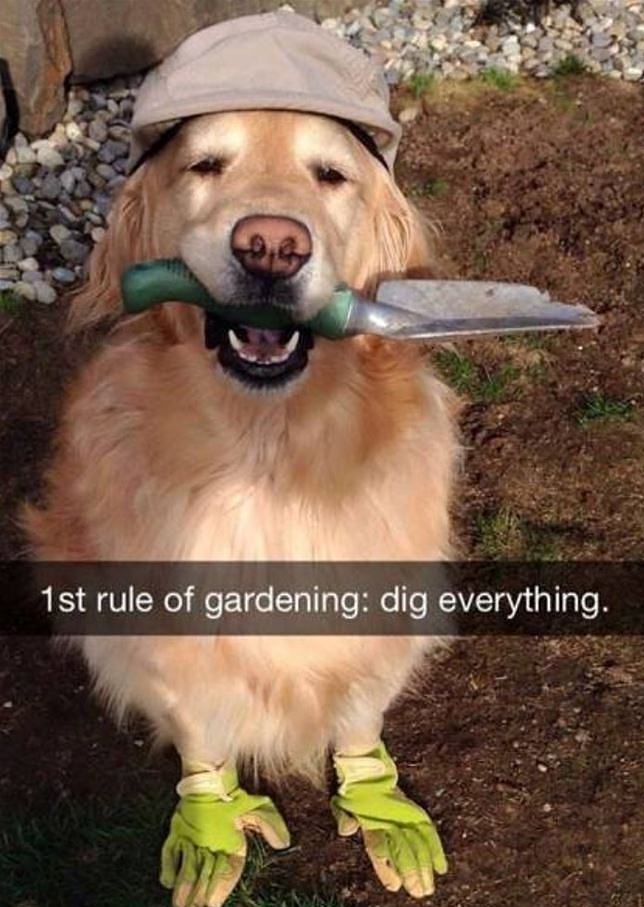 Obrázek First Rule Of Gardening