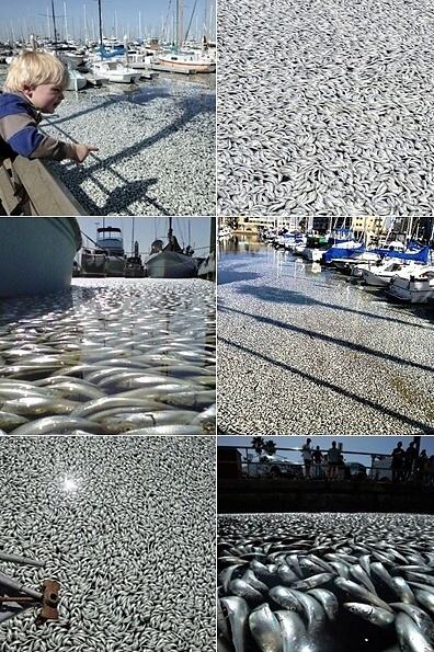 Obrázek Fish kill