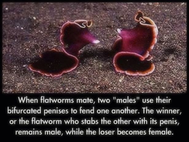 Obrázek Flatworms