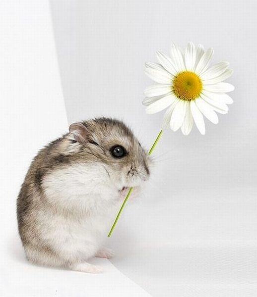 Obrázek Flower for you
