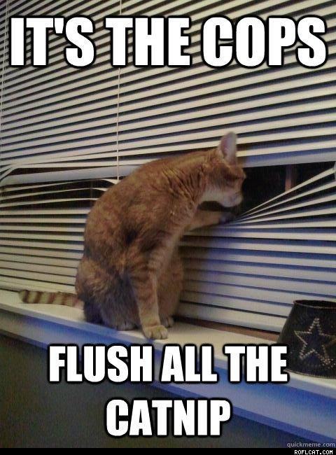 Obrázek Flush All The Catnip  281 29