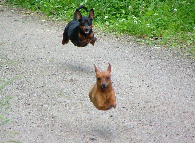 Obrázek Flying dogs
