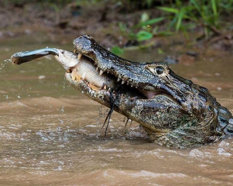 Obrázek Food chain illustrated