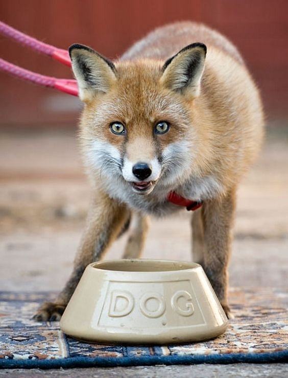 Obrázek Fox - Dog