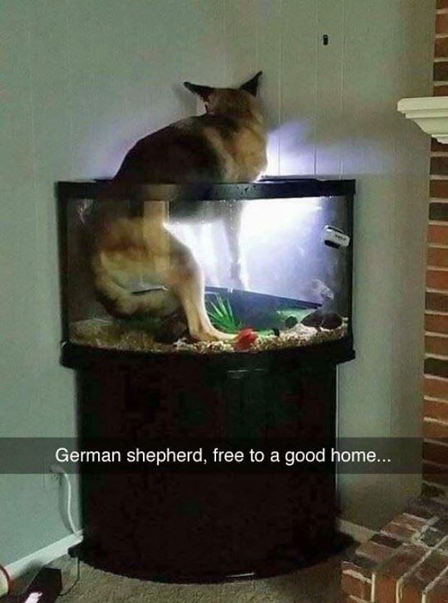 Obrázek Free To A Good HomE