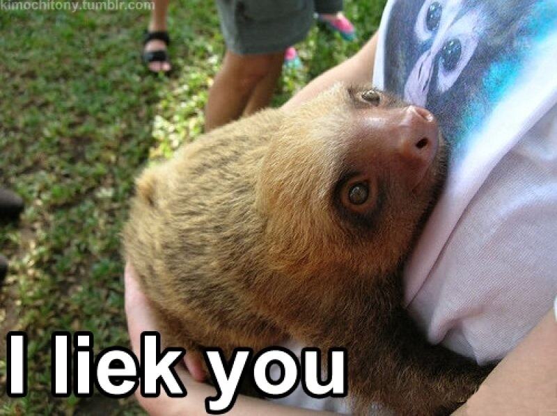 Obrázek Friendly Sloth