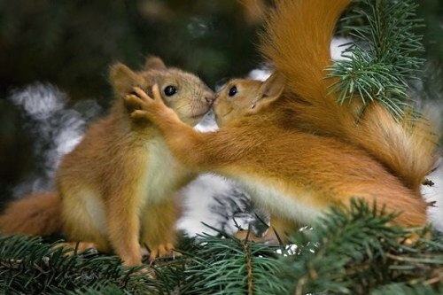 Obrázek Friendly Squirrels