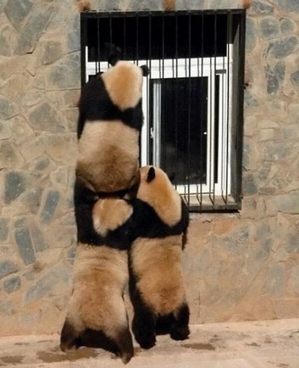 Obrázek Friends lvl pandas