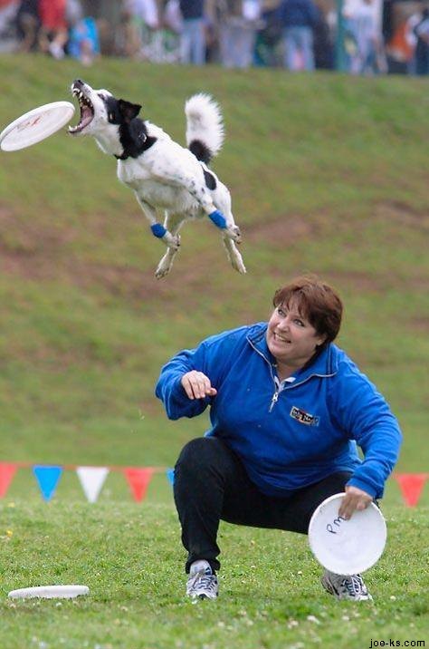 Obrázek FrisbeeDog