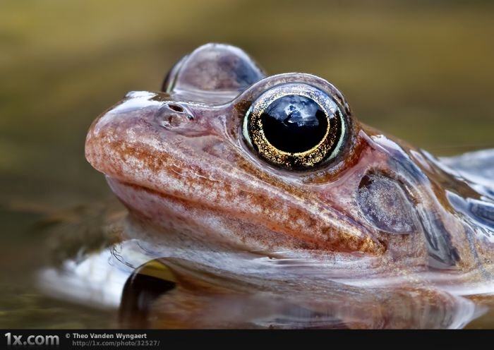 Obrázek Frog detail
