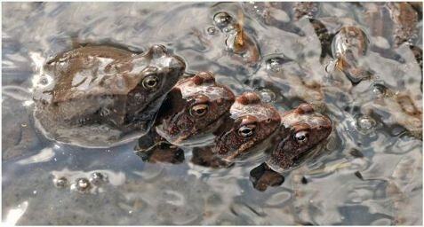 Obrázek Frogs gang bang
