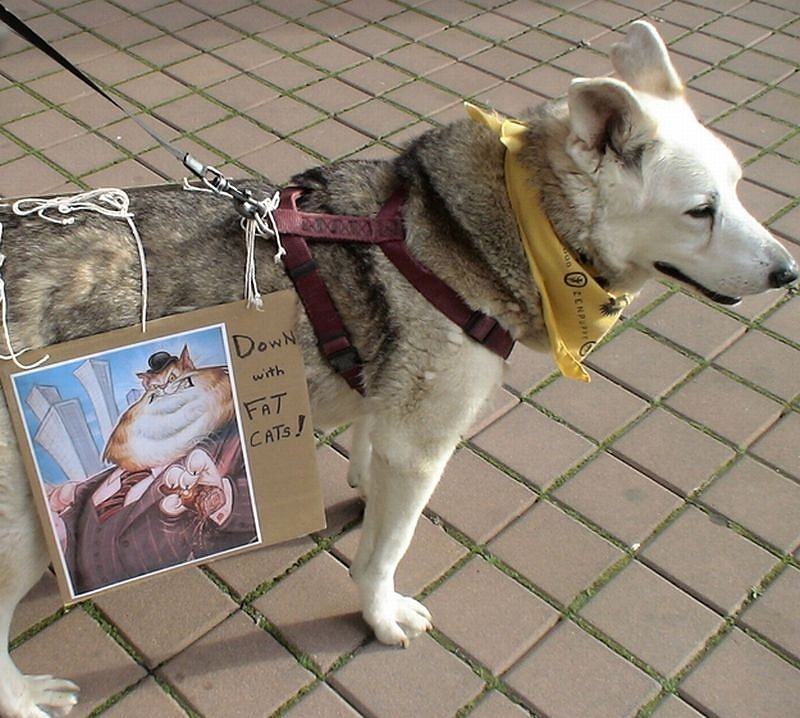 Obrázek From an Occupy protest