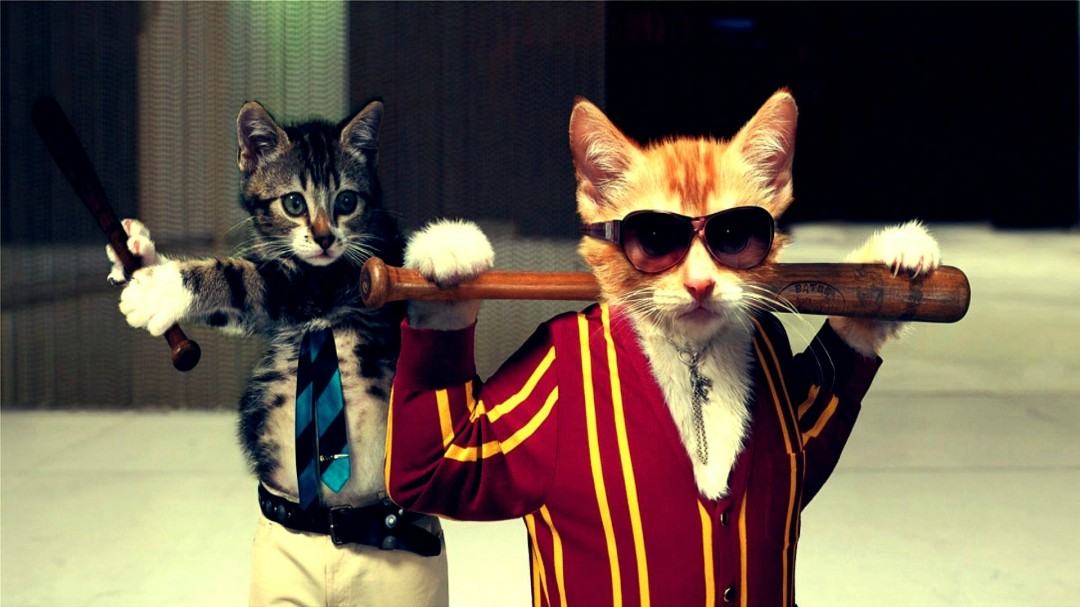 Obrázek Funny-Cats-Animals-Pictures-HD-Wallpaper-1080x607