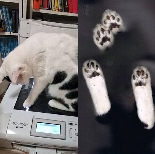 Obrázek Funny-cat-scan  