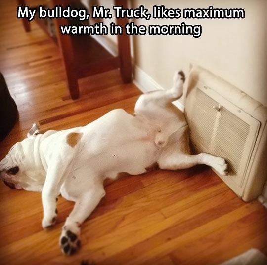 Obrázek Funny-dog-air-vent-lying