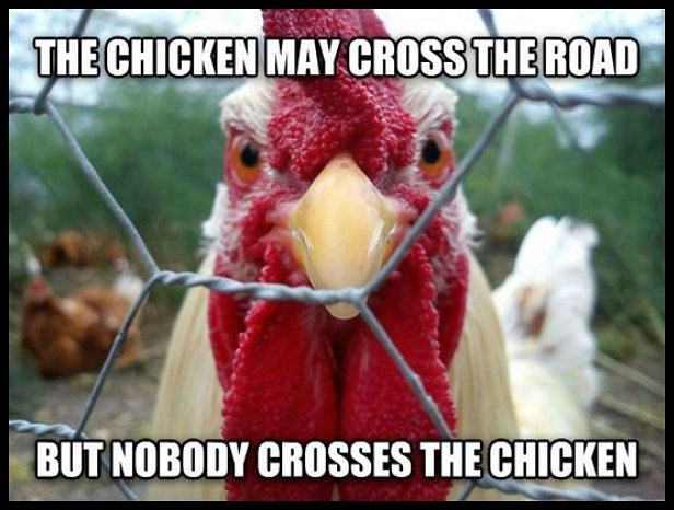 Obrázek Funny Angry Chicken Crossing Road Fence