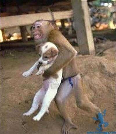 Obrázek Funny dogs02