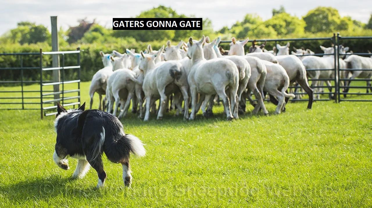 Obrázek Gaters gonna gate