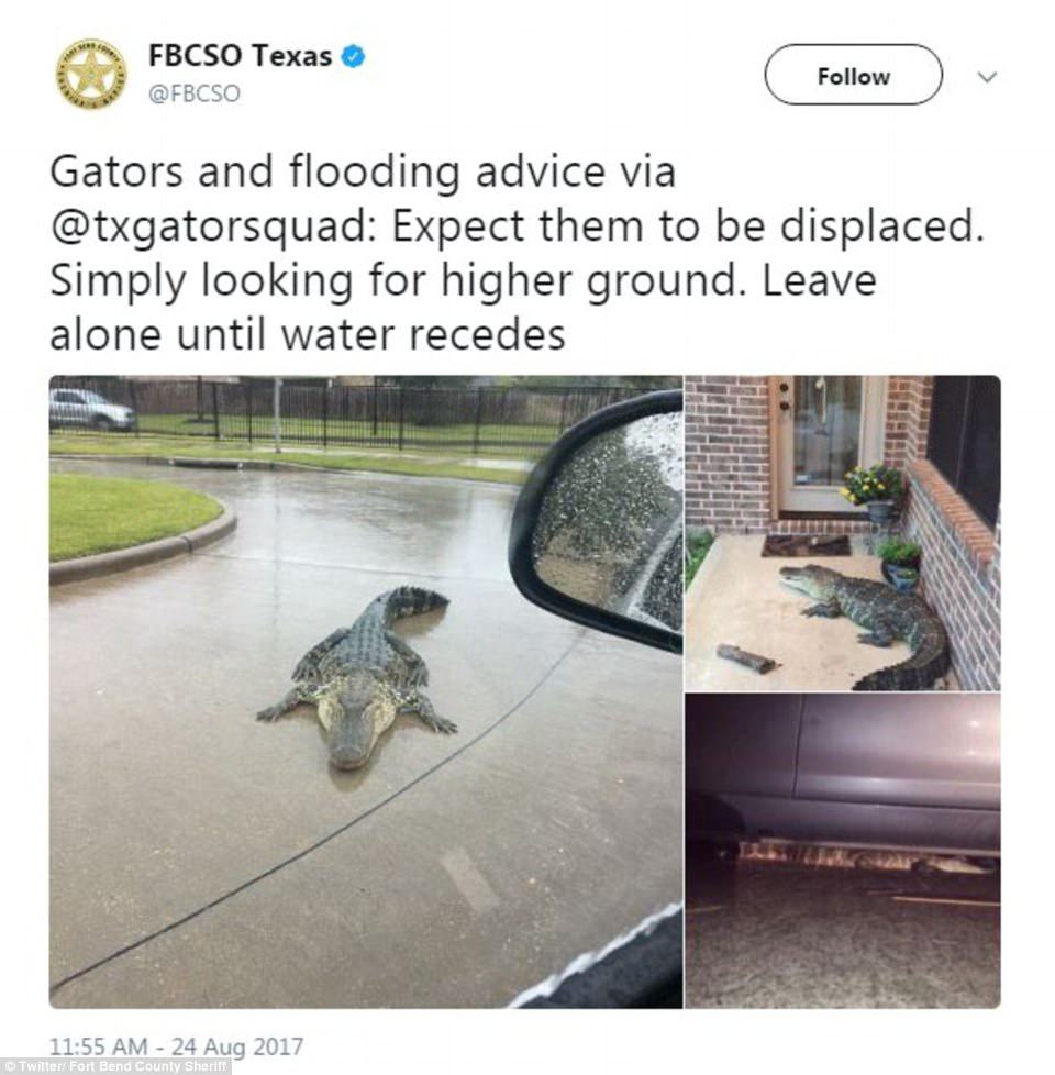 Obrázek Gators and flooding advice