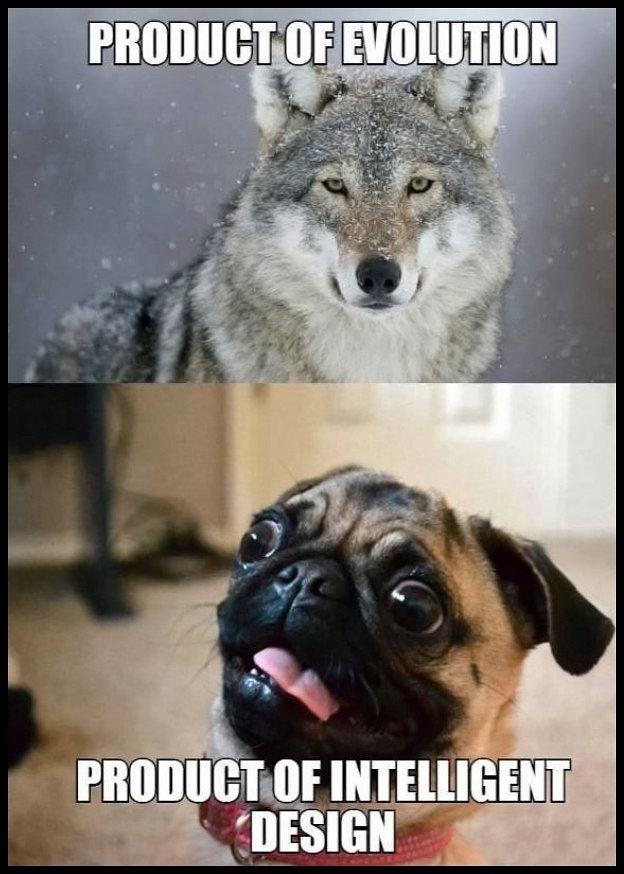 Obrázek Genetics5465