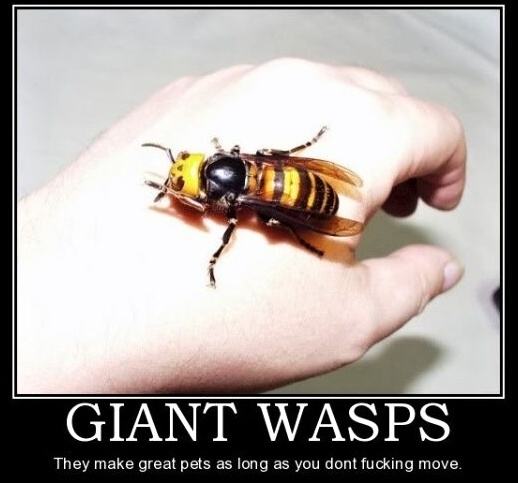 Obrázek Giant Wasps