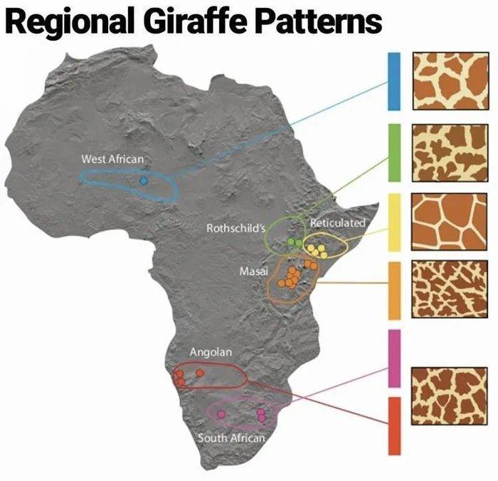 Obrázek Giraffe-patterns-based-on-regions