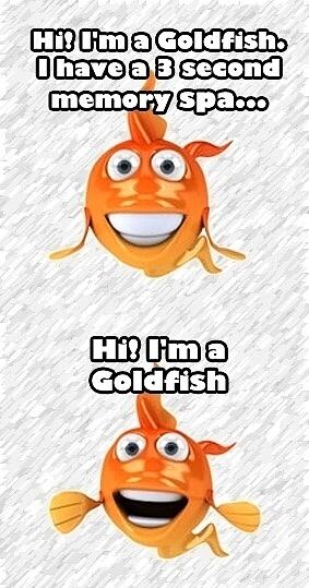 Obrázek Goldfish