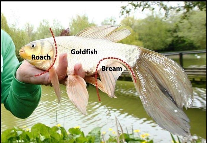 Obrázek Goldfish - 29-05-2012