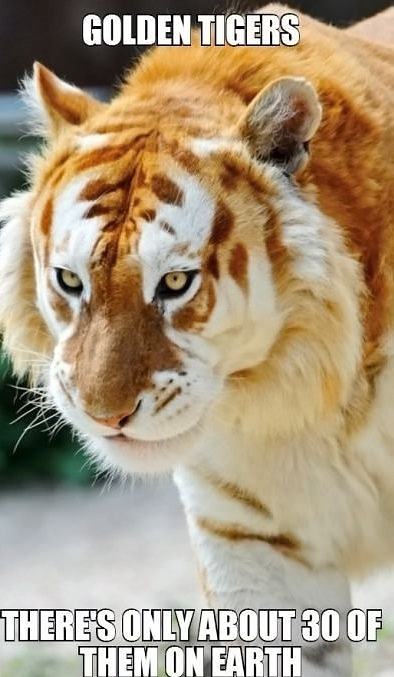 Obrázek Gorgeous-golden-tigers