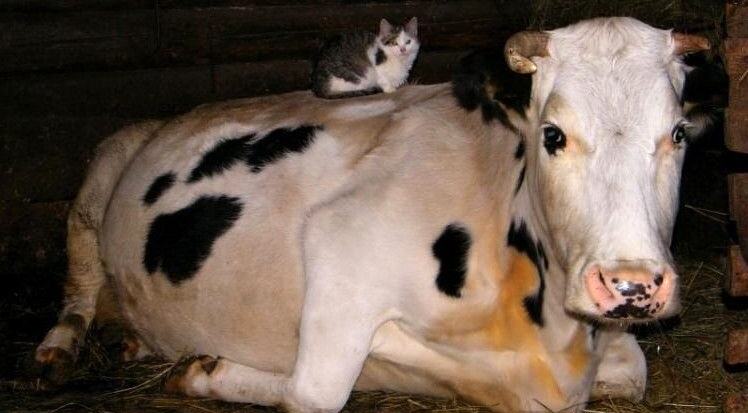 Obrázek Got milk III