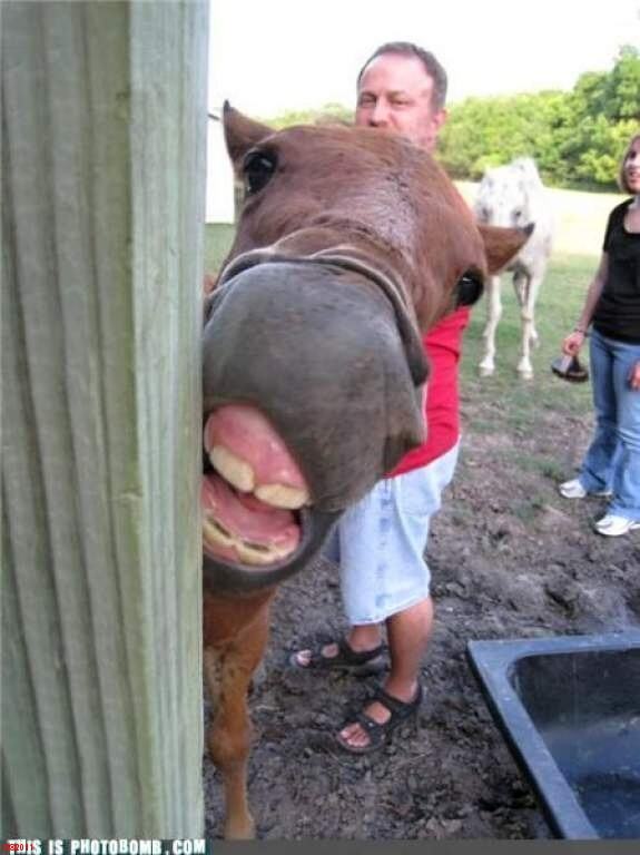 Obrázek Great Photobomb Collection3