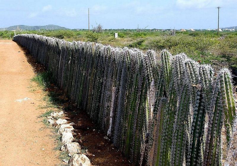 Obrázek Grow the wall